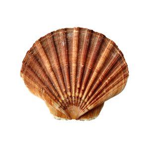 Seashell PNG-37148